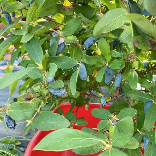 mirtillo siberiano di decorazione resistente per giardini rocce resistenti perenni semi colonnari 20pcs