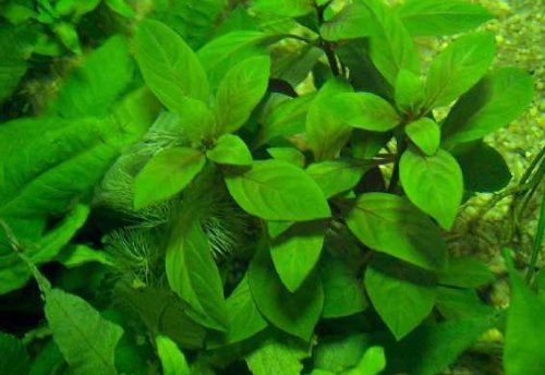 3 Töpfe Hygrophila stricta, Riesenwasserfreund