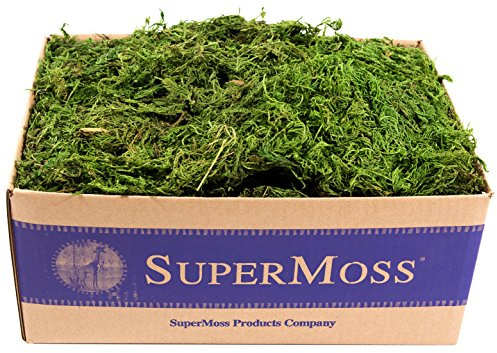 SuperMoss (25325) Forest Moss Preserved, Fresh Green, 3 Pounds