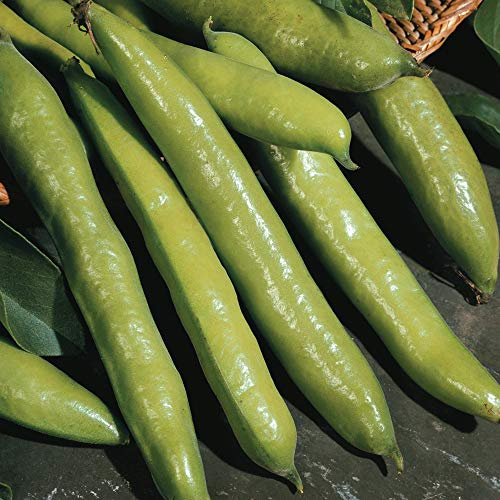 Broad Bean Vegetable Seeds ‘Aquadulce Claudia’ Grow Your Own Crops for Garden, Allotment & Greenhouse Approx. 30 Seeds 1 x Finished Packet by Thompson and Morgan