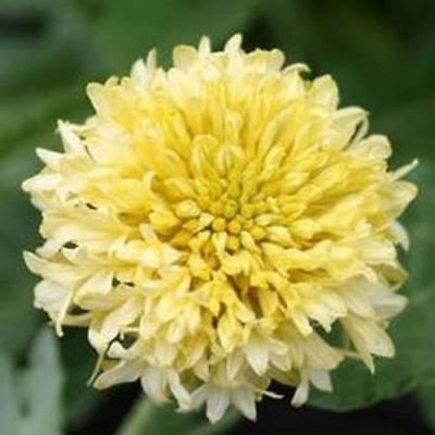 Crème Gaillardia Sundance - Gaillardia Pulchella - 50 grani