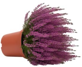 Planta Natural de Calluna DECOALIVE – Brezo Decorativo y Resistente