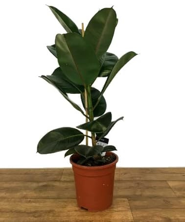 Ficus Elastica Natural Árbol Perfecto para Decorar el Interior del Hogar