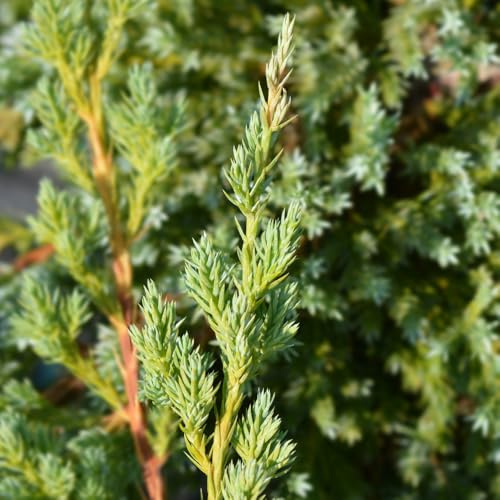 Juniperus Squamata 'Blue Swede' Dwarf Flaky Juniper Feathery Blue-Green to Silver-Blue Foliage Compact Evergreen Conifer 2X 3 Litre Pots by Thompson and Morgan