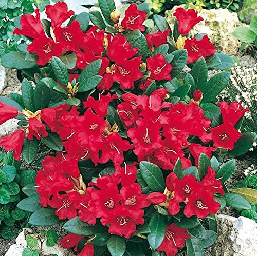 Zwerg Rhododendron Baden Baden 15-20cm - Rhododendron repens - Zwerg Alpenrose - lebende Gartenpflanze aus den Baumschulen