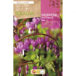 Peyca Bulbo de flor variedad Dicentra spectabilis rosa 1 unidad - Rocalba