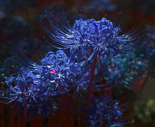 Lycoris Bulbi, piante perenni, Lycoris in vaso, profumate, pianta giglio ragno rosso(Non artificiali)-2 bulbs-G