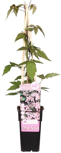 Waldrebe – Clematis Montana 'Fragrant Spring' – Ø15cm – ↨65cm – Kletterpflanze mit rosa Blüten – Schnellwüchsig & duftend