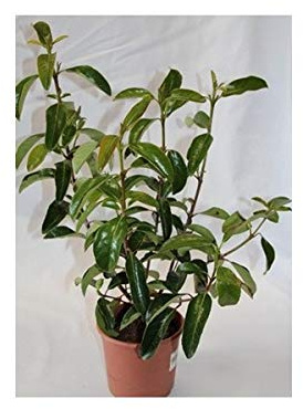Viburnum Lucidum (maceta 19 cm ø)