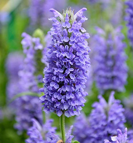 Kaschmir Katzenminze Blue Moon - Nepeta nervosa - lebende Gartenpflanze aus den Baumschulen