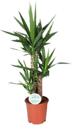 Palmlilie – Yucca – Zimmerpflanze – Ø21cm – ca. 90cm hoch – pflegeleichte Grünpflanze für Wohnzimmer Büro Flur