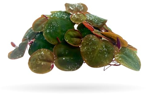 Aquarigram 60+ Leaves Red Root Floaters Live Floating Plants for Aquarium (Phyllanthus Fluitans)…