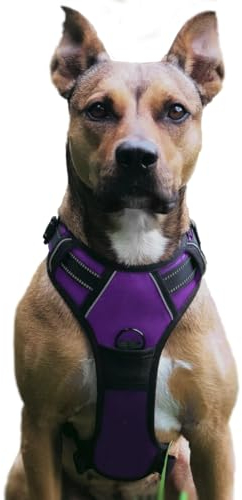No Pull Hundegeschirr, Verstellbar Atmungsaktiv Reflektierend Weich Gepolstert Hunde Geschirr, Brustgeschirr für Hunde (Lila, M)