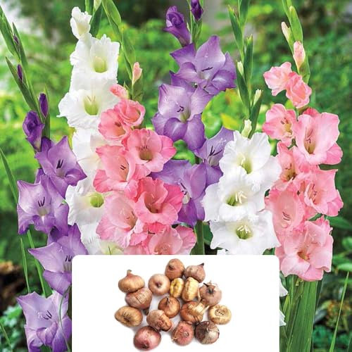 16 Gladiolus Grandiflora Pastel Mix – Vibrant Flower Spikes with Stunning Funnel-Shaped Blooms – Perfect for Cut Flowers – Adds Bold Colour to Your Summer Garden – Grown for The UK Climate