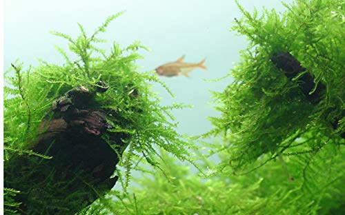 WASSERPFLANZEN WOLFF - Javamoos/Taxiphyllum barbieri - Bogor Moss | Robustes & anspruchsloses Moos | Ideal für Aquascaping, Garnelenbecken, Laichschutz & Anfänger | Portion