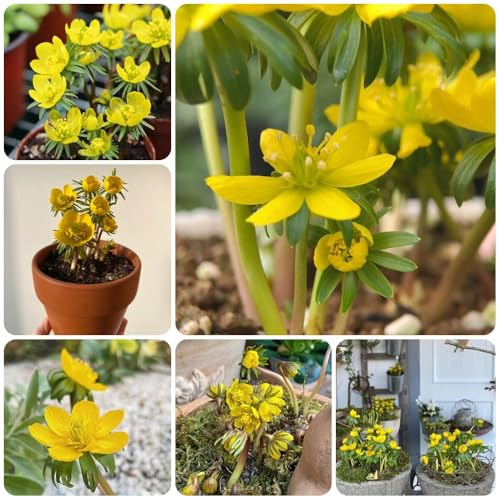 Aconito invernale acquistare semi, Eranthis hyemalis, semi di perenni da giardino 200pcs