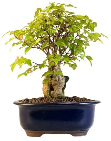 Trident-Ahorn Bonsai auf Fels – Acer buergerianum – Wurzel-über-Stein Stil – Outdoor Bonsai – Einzigartiges Naturkunstwerk