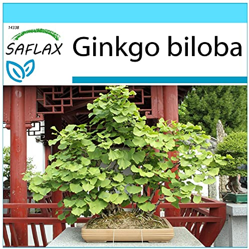 SAFLAX - Geschenk Set - Bonsai - Ginkgo - 4 Samen - Mit Geschenk- / Versandbox, Versandaufkleber, Geschenkkarte und Anzuchtsubstrat - Ginkgo biloba