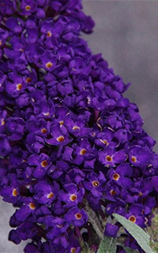 Buddleia Buzz Midnight, Butterfly Bush Starter Potted Plant, Spectacular Flowering Plant