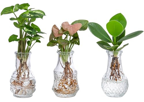 Dehner Waterplant Set, Wasserpflanzen in Vasen, 3-teilig, je ca. 10 cm | Zimmerpflanzen-Set, je 1x Balsamapfel Princess, Purpurtute Arrow, Purpurtute Neon, halbschattige bis schattige Standorte