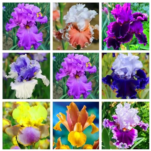 Iris Bulbs,Strong Plants That Grow Well/Mix Golden Jade Carving Feels Perfect, Suitable for Planting in Spring and Autumn, with Rich Colors, and Used in Flower beds and courtyards.-4bulbs-A