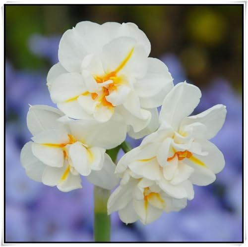 Blumenzwiebel Mix, Winterhart pflanzen, Mehrjährige Blumenzwiebel ist winterhart, Mysteriöse magische Glühbirne, Winterhart zwiebeln-4 Narzissen zwiebeln