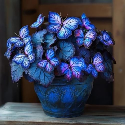 Bulbi di Hosta | Eleganti,Robusti,Compatti,Sottili,Delicati, Arieggiati-2 bulbi-E