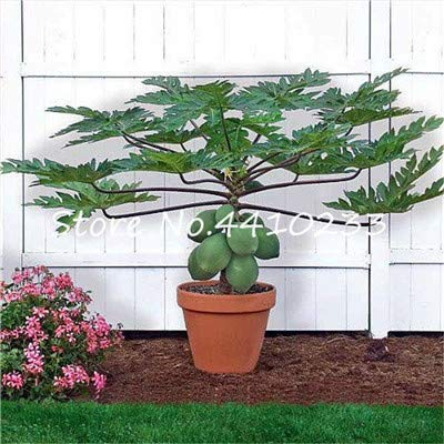 Bloom Green Co. Echte Papaya Bonsai-Baum im Freien Organischen süßen Papaya Bonsai für Gärten Gemüse * Obst Tropic Pflanzen Sementes 50 PC/Beutel: n