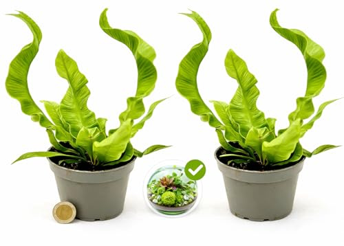 POWERS TO FLOWERS - FELCE, ASPLENIUM CRISPY WAVE MICRO IDEALE PER TERRARIUM, 2 PIANTE, VASO 5,5cm Diametro, piante vere