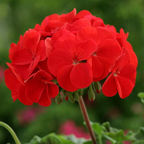 Geranium F1 Horizon Red Pelargonium Mini Plug Plants x 20 for Potting On