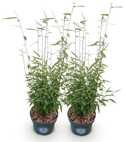 Green boutiQ - Graminées - Fargesia nitida Black Dragon - Bambou - Non envahissant - Vert - 2 Plantes - Pot 23 cm - Hauteur 80 cm