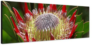 Augenblicke Wandbilder Keilrahmenbild Wandbild 150x50cm Hawaii Pflanze Blume Großaufnahme
