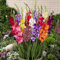 Gladiolos Bulbos, Exterior, Largo Periodo De FloracióN, Preciosa. Semillas De Gladiolos Dobles, Gladiolos En Maceta, Gladiolus Tristis PlantacióN Sencilla, De Color Planta -15bulbos-C