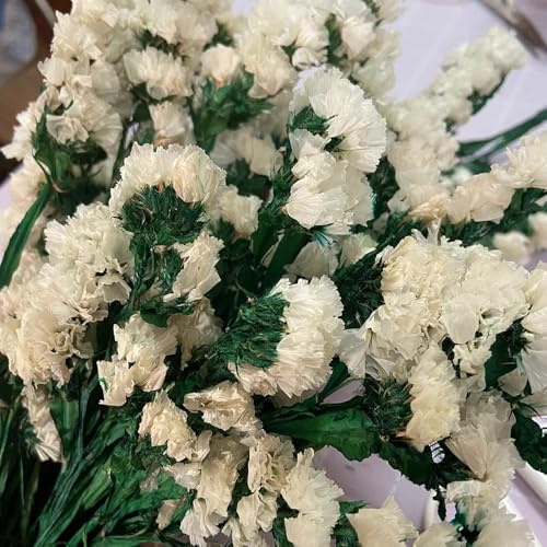 vergissmeinnicht, blumensamen mehrjährig winterhart, balkonpflanzen Vergissmeinnicht deko 100samen