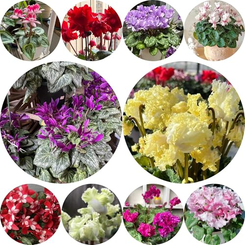 ciclamino ciclamino semi di resistenti balcone, decorazione da giardino per esterni, vecchie varietà di perenni 300pcs