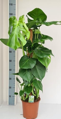 Monstera Moos Stick - 70-80cm - Ø19cm - Zimmerpflanze - Immergrün