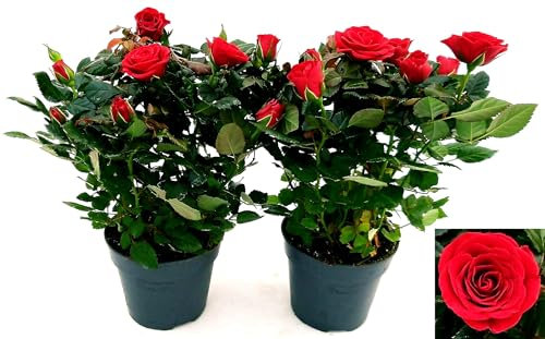 POWERS TO FLOWERS - ROSA DA GIARDINO RAMPICANTE e RIFIORENTE, ROSA ROSSA, 2 PIANTE, Piante Vere