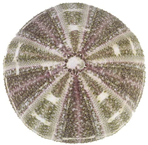 DECHOUS Einzigartiger Natürlicher Seeigel-Muschel-luftpflanzentopf für Das Home-Office mit Löchern Getrocknete Seeigel-Muscheln Ornament