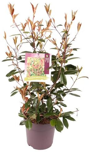 Fotinia Natural Arbusto Perenne de Jardín - Cuidado Simple