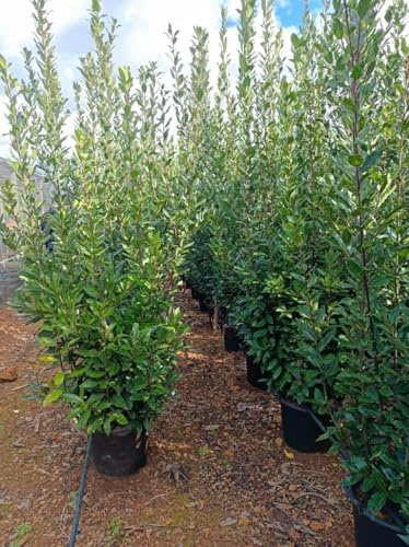 XXXL äkta kryddblad (Laurus nobilis) – ca. 250 cm | Vintergrönt jättebärsträd för trädgård och hink | aromatisk, vinterhård och enkel skötsel