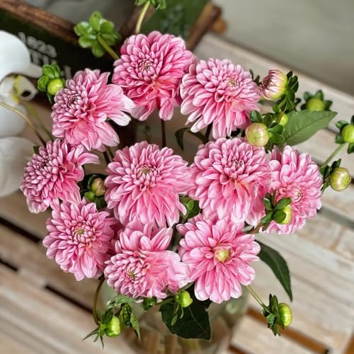dalias bulbi decorazione dalia di giardino selvatici decorazione bulbi di interni esotici giardino del balcone perenni