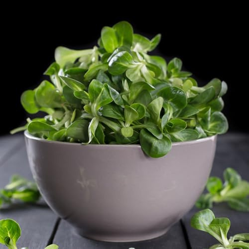semi di crescione, orticole balcone biologico d'appartamento esotiche resistenti in vaso giardino sul con interna 100pcs
