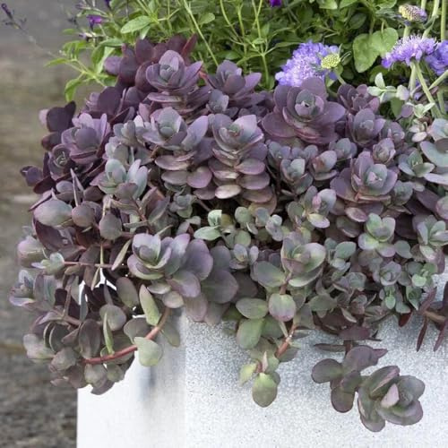 semillas de sedum cobertura del suelo - decoración para jardín. perennes resistentes con bancal elevado para balcón 400pcs