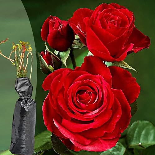 1 Fragrant Rosa Hybrid Tea Rose Deep Secret Rich Dark Red Blooms Bare Rooted Bush Plant - Brighten Garden Outdoor Landscape Shrub Border Walkway Hedge