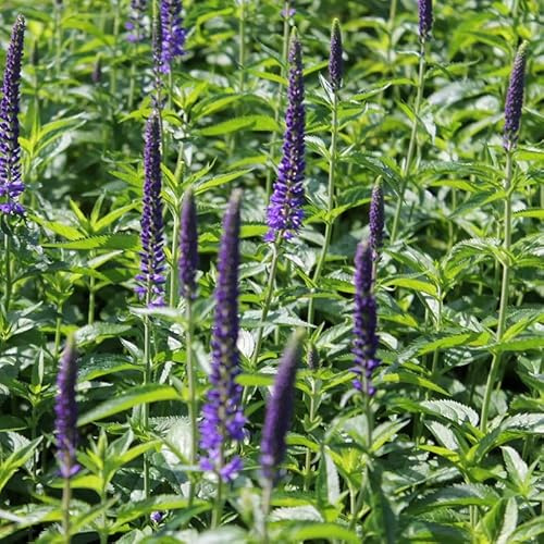 6x Ehrenpreis 'Incana' - Veronica spicata 'Incana' - Topf 9x9cm - Blattschmuckstaude