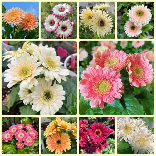 Semillas de Gerbera, Gerbera jamesonii, regalos para los amantes del jardín semillas de exóticas resistentes para el jardín 100pcs