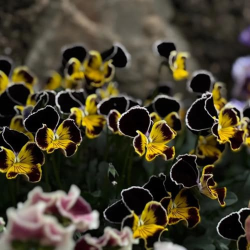 Compra pensamientos - semillas de silvestres de sombra jardín semillas primavera, resistentes en ornamentales 800semillas