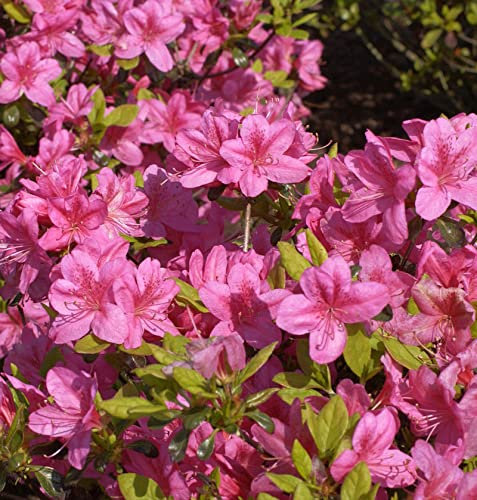 Japanische Azalee Rosalind 15-20cm - Rhododendron obtusum - Zwerg Alpenrose - lebende Gartenpflanze aus den Baumschulen
