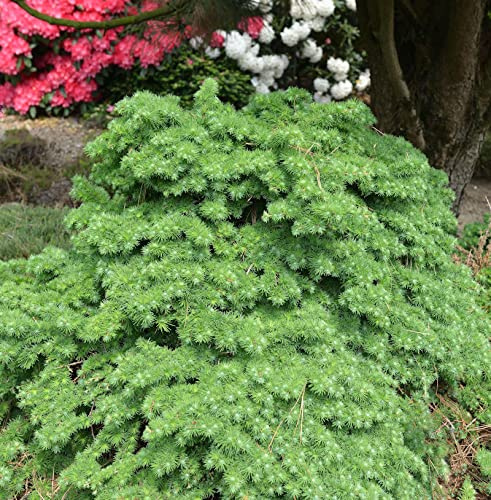Japanische Lärche Little Boogle 30-40cm - Larix kaempferi - lebende Gartenpflanze aus den Baumschulen