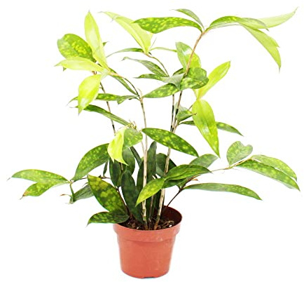 Drachenbaum - Dracaena surculosa - 12cm - grün mit hellgrünen Tupfen